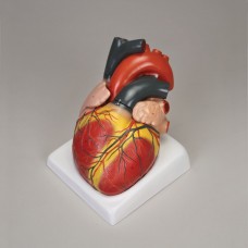 Giant Heart, 4x Life Size, 4 Parts